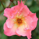 Rosa 'summer Wine' - Bare Root Plants | 2 x Bare Roots | Peach