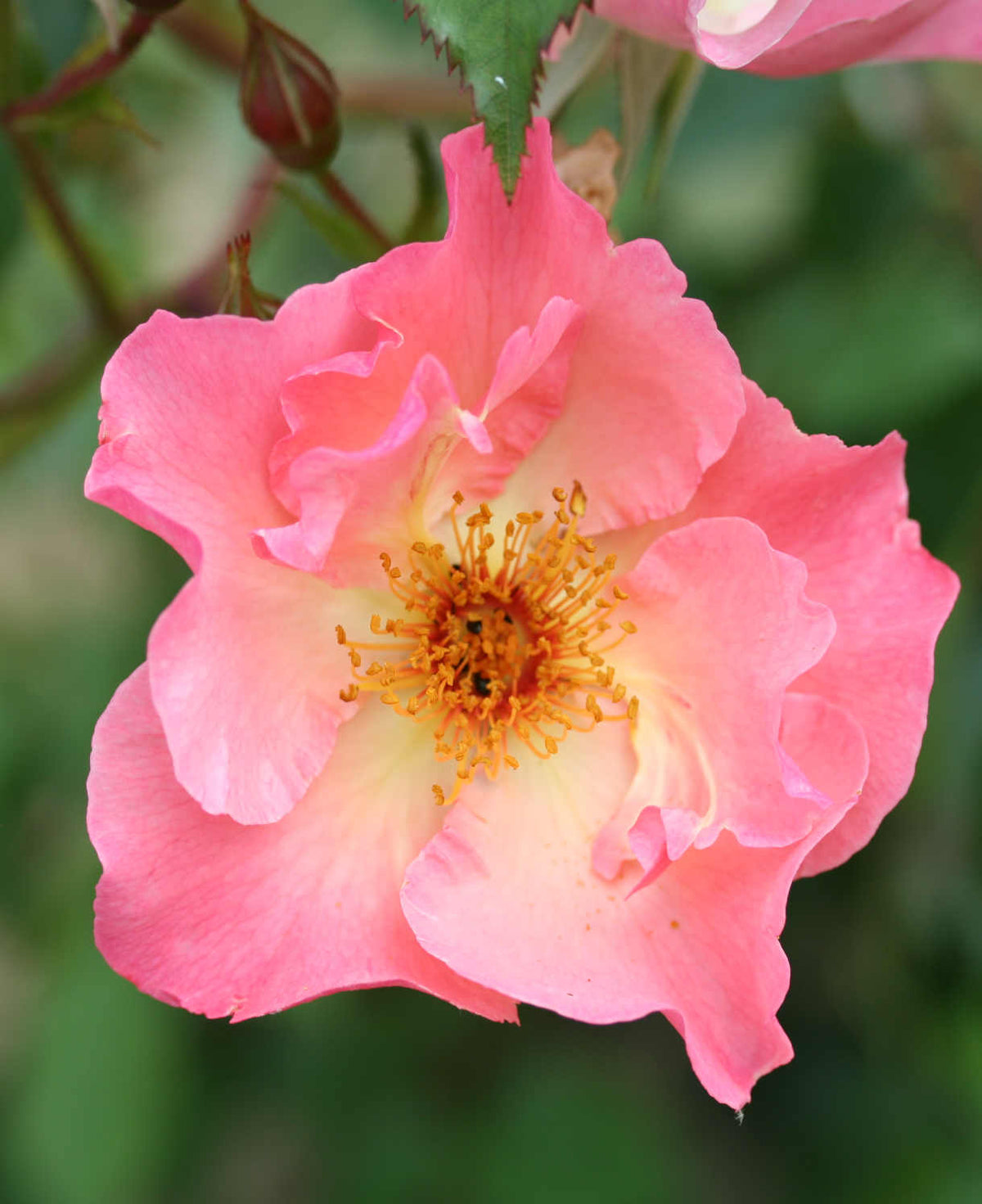 Rosa 'summer Wine' - Bare Root Plants | 3 x Bare Root | Peach