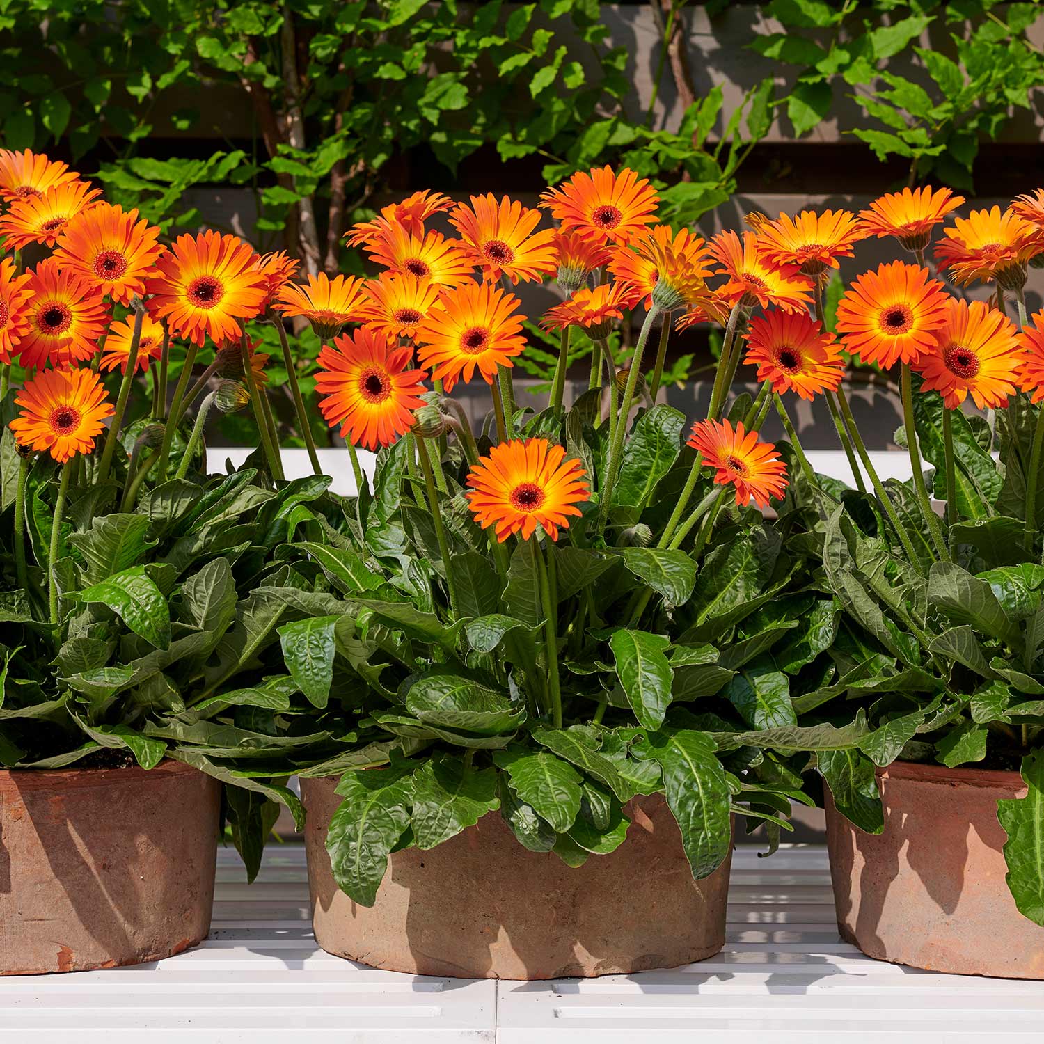 Gerbera 'garvinea Sweet Sunset' Hardy Orange Perennial | 3 x Jumbo Plugs | Orange