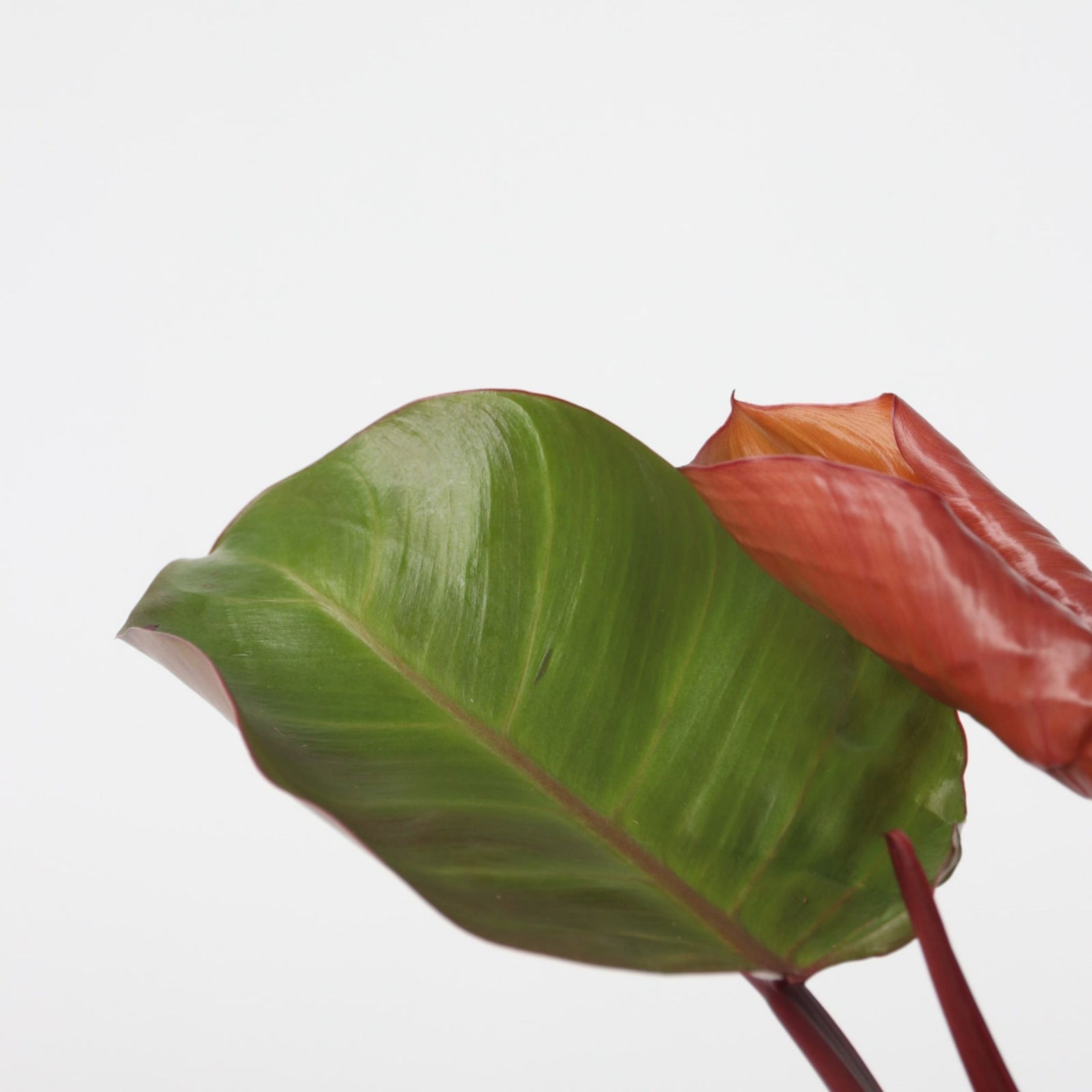 Sweetheart Plant - Philodendron 'sun Light' - Height 20-30cm - ⌀12cm | Set of 1 | Red