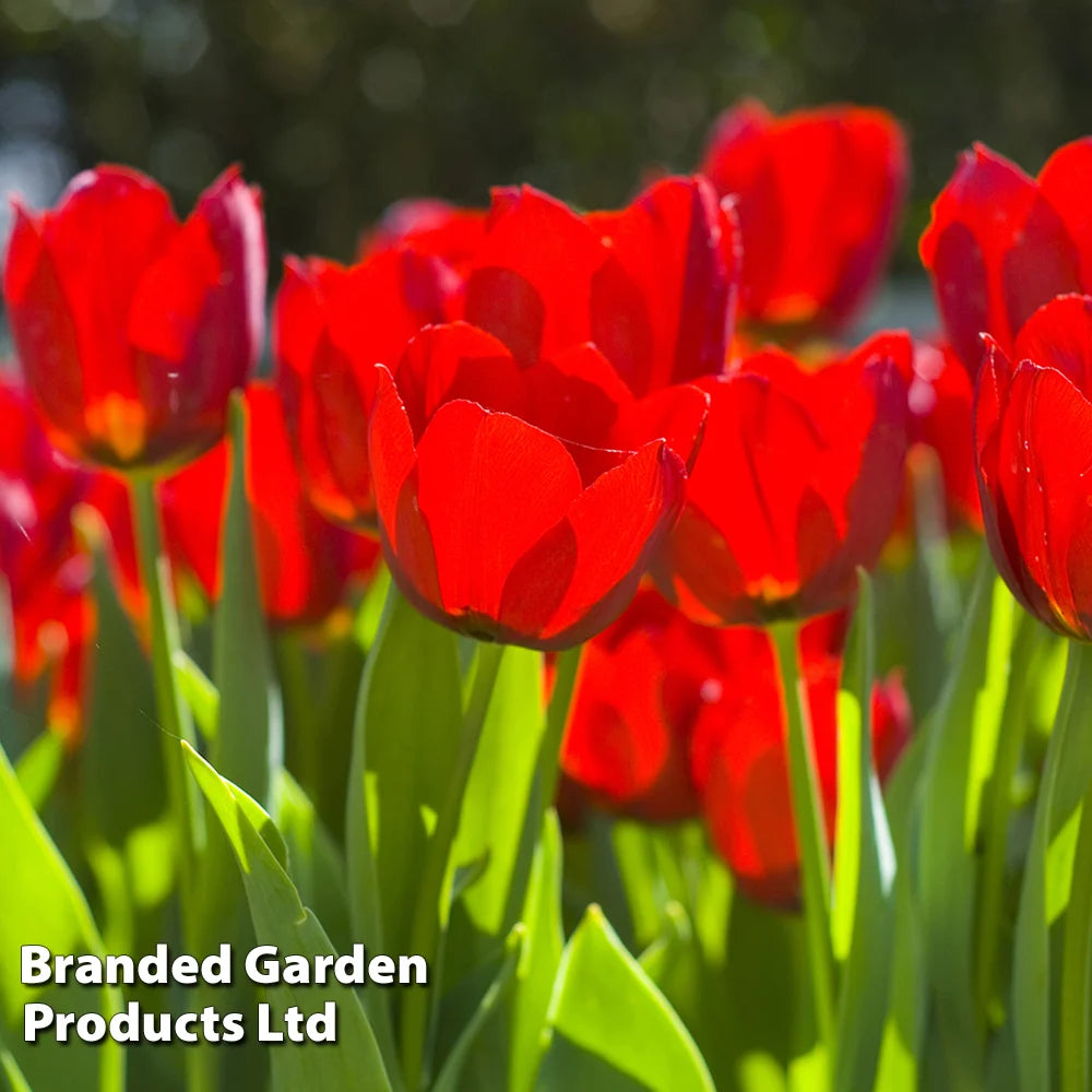 Thompson & Morgan Tulip Red Impression 64 Bulbs