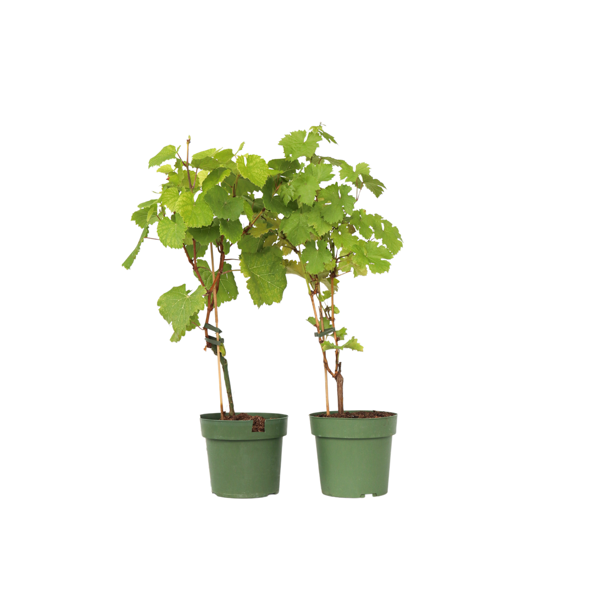 Grape Plant - 2 Pcs. - Vitis ‘himrod’, Vitis ‘vanessa’ - Height 60-75cm - ⌀21cm | Set of 2 | Multi Colour