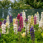 Lupin 'legendary Mix' - Tall Pollinator-friendly Perennial | 3 x 9cm | Multi