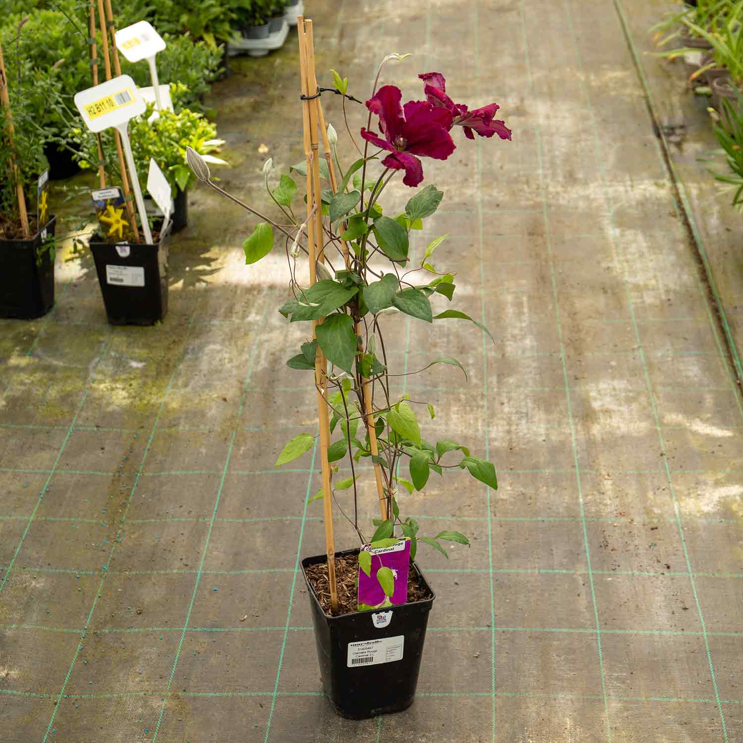 Clematis 'rouge Cardinal' Climbing Red Clematis | 3 x 7cm Plants | Red