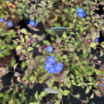 Ceratostigma Willmottianum Chinese Plumbago Shrub Large Plant Supplied In A 2/3 Litre Pot
