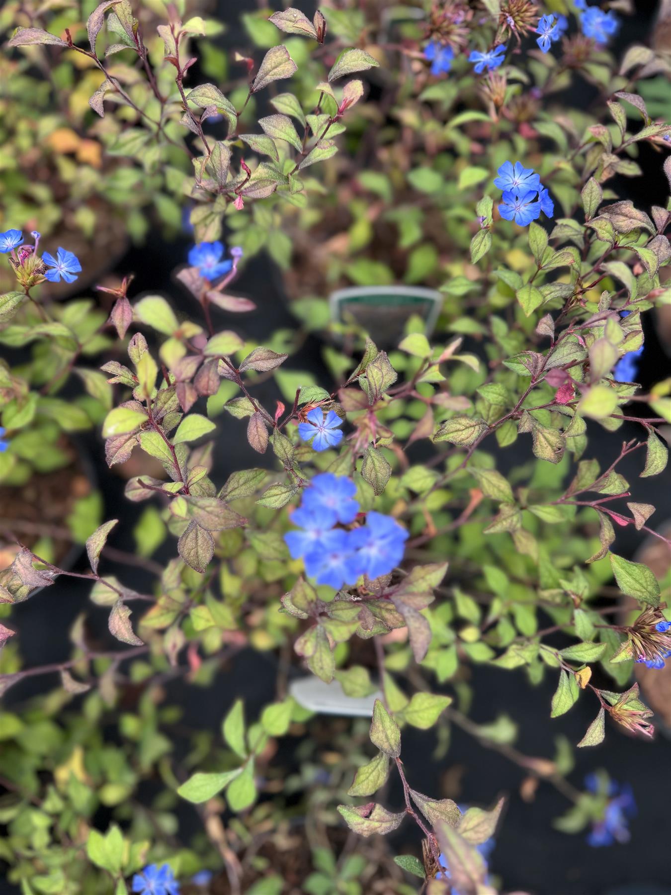 Ceratostigma Willmottianum Chinese Plumbago Shrub Large Plant Supplied In A 2/3 Litre Pot