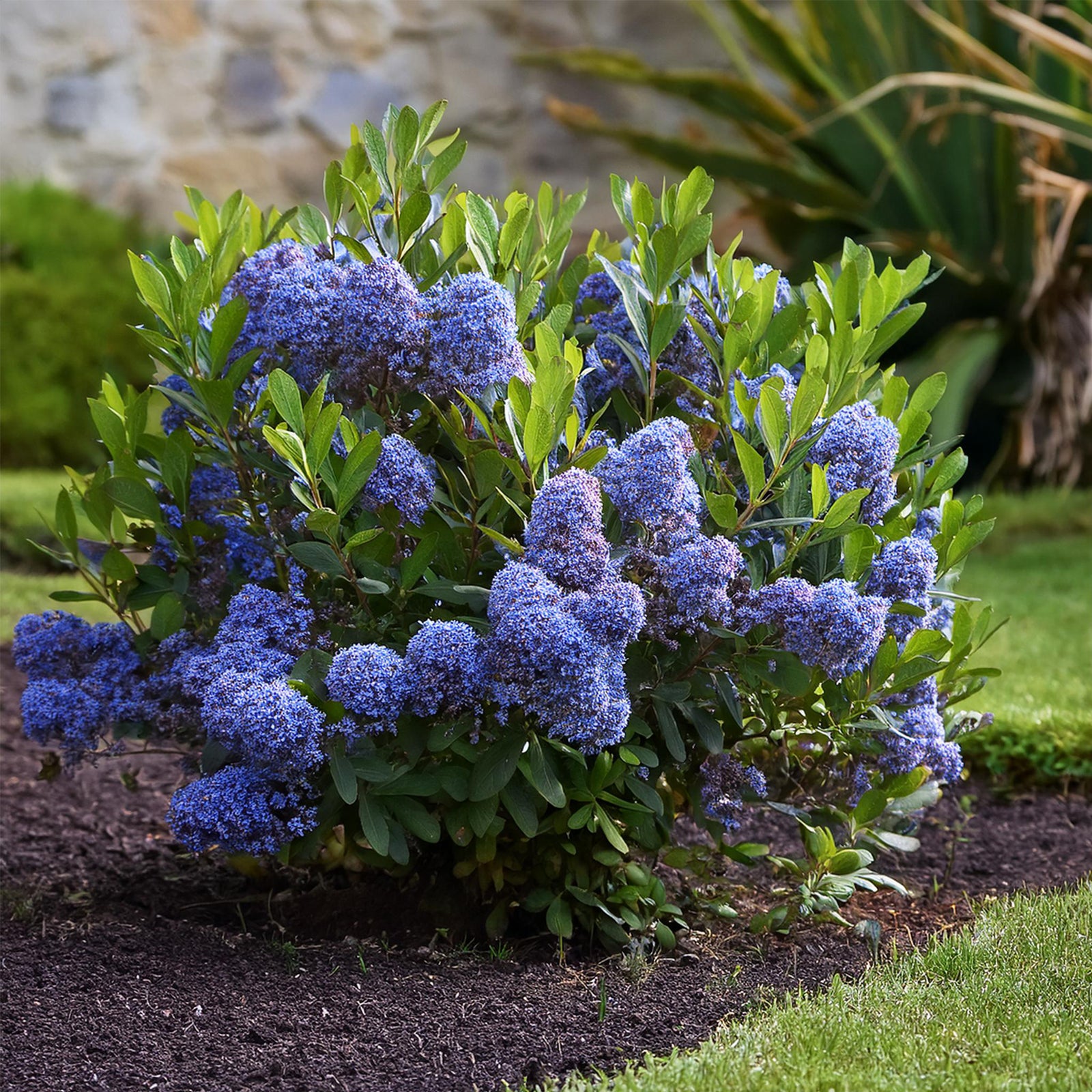 Californian Lilac - Ceanothus Thyrsiflorus Repens - Height 60-70cm - ⌀17cm | Set of 1 | Blue