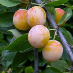 Mirabelle De Nancy Dwarf Patio Plum Fruit Tree 3-4ft Supplied In A 5 Litre Pot