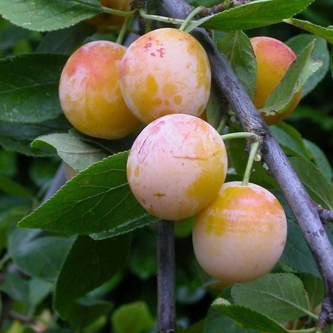 Mirabelle De Nancy Dwarf Patio Plum Fruit Tree 3-4ft Supplied In A 5 Litre Pot