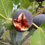 Ficus Fig Rouge De Bordeaux Fruit Tree Plant 3ft Supplied In A 3 Litre Pot