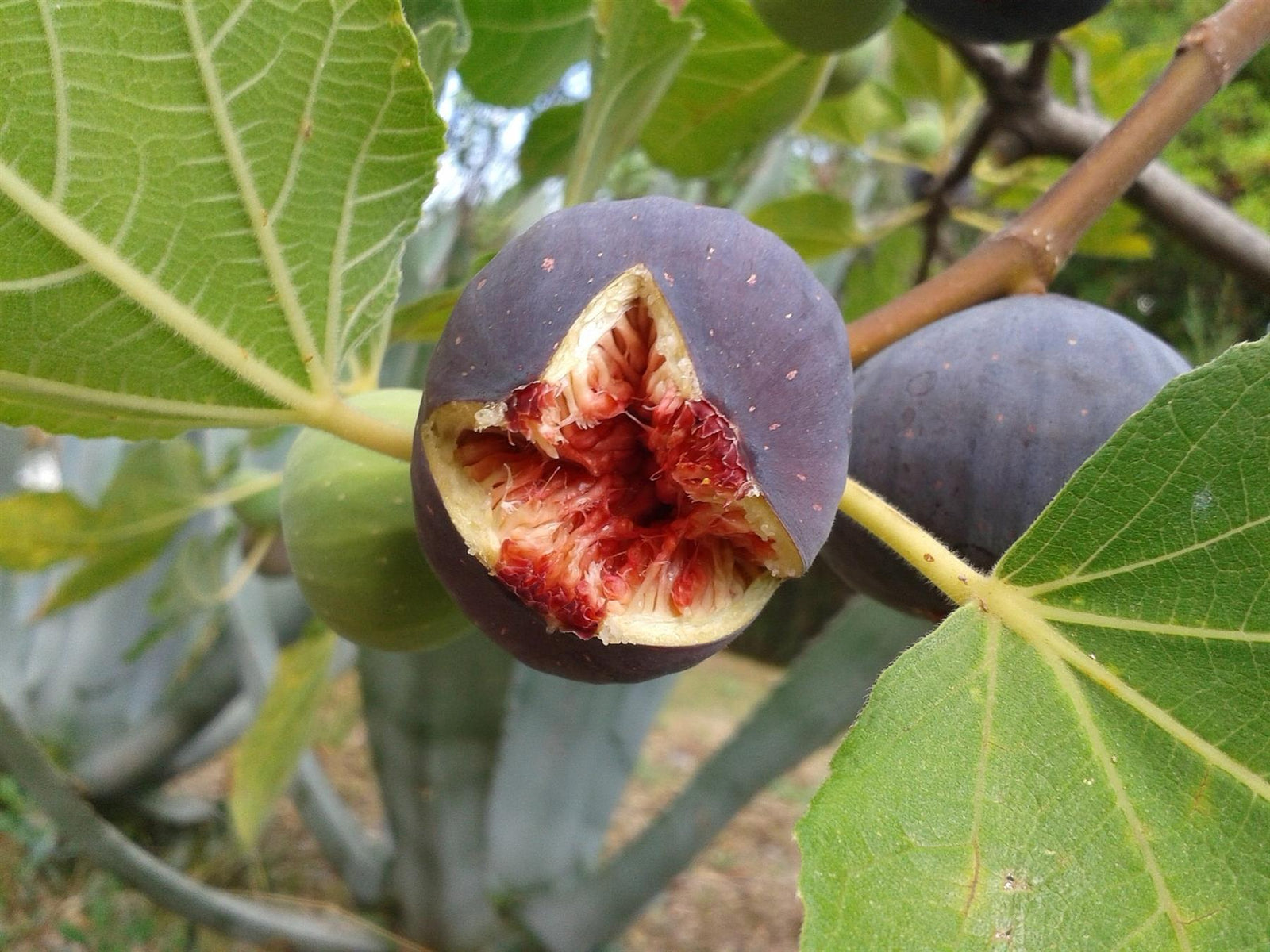 Ficus Fig Rouge De Bordeaux Fruit Tree Plant 3ft Supplied In A 3 Litre Pot