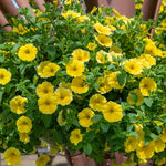 Petunia 'bees Knees' – Yellow | 12 x Plug Plants | Yellow