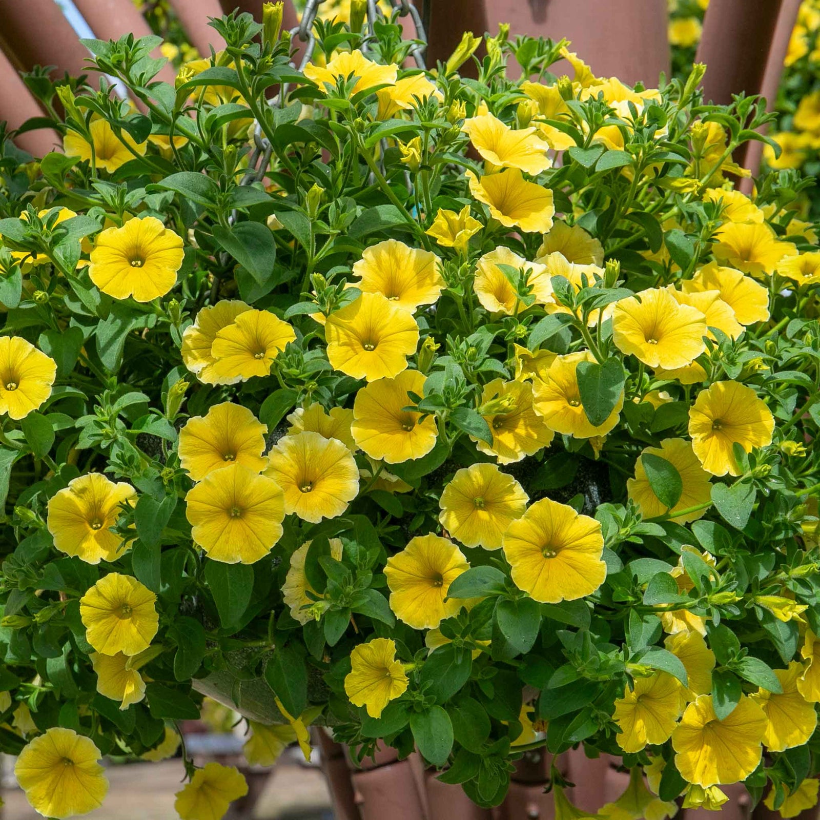 Petunia 'bees Knees' – Yellow | 12 x Plug Plants | Yellow