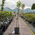 Patio Crab Apple Tree Red Sentinel (dwarf, M9 Rootstock) | 1 x 5L