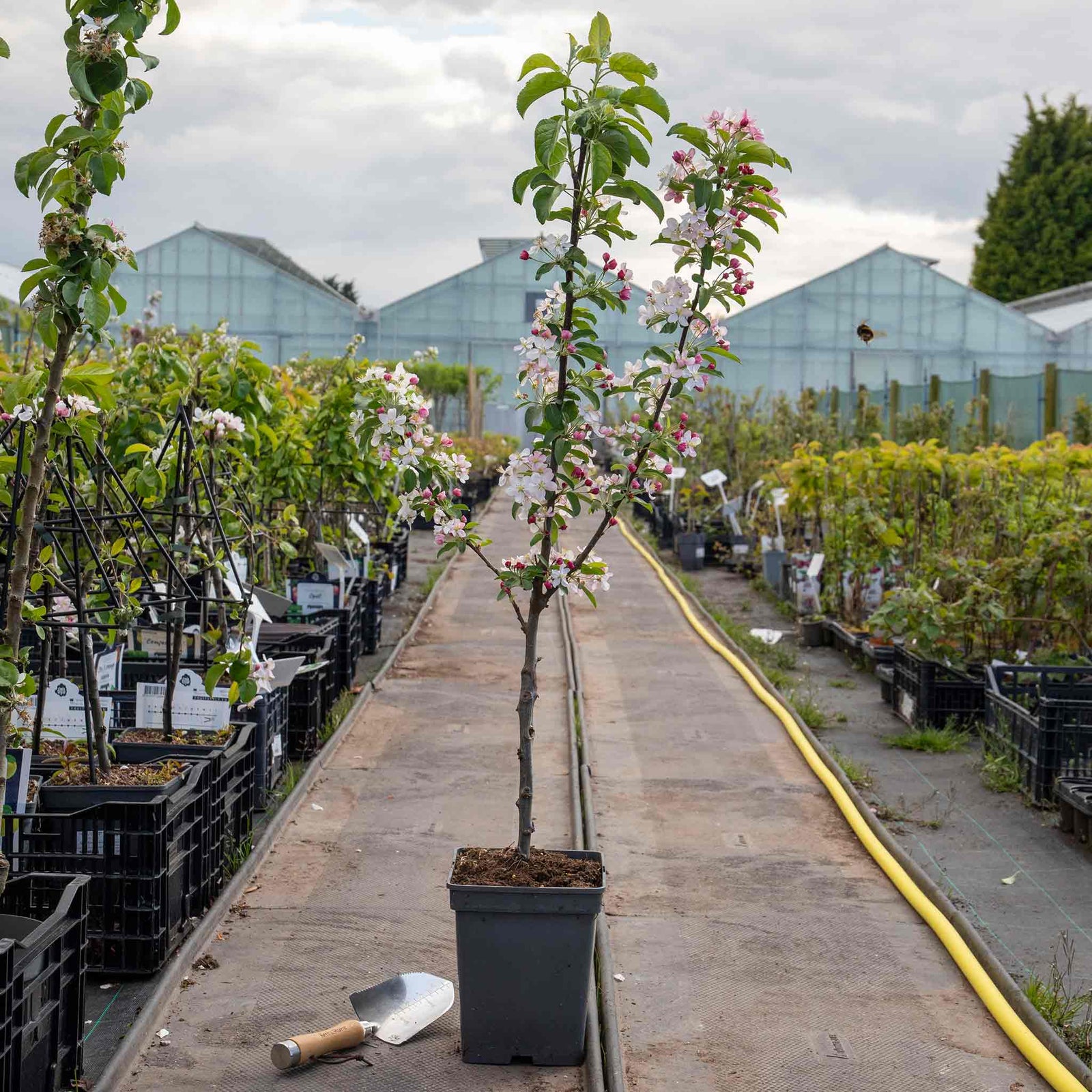 Patio Crab Apple Tree Red Sentinel (dwarf, M9 Rootstock) | 1 x 5L