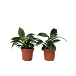 Sweetheart Plant - 2 Pcs. - Philodendron 'green Princess' - H20-30cm - ⌀12cm | Set of 2 | Green