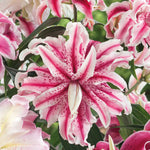 Oriental Double Lily Bulbs - 3 Bulb Pack | 3 x Bulbs | Multi