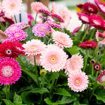 Thompson & Morgan Gerbera Pretty In Pink Collection 3 X 7cm
