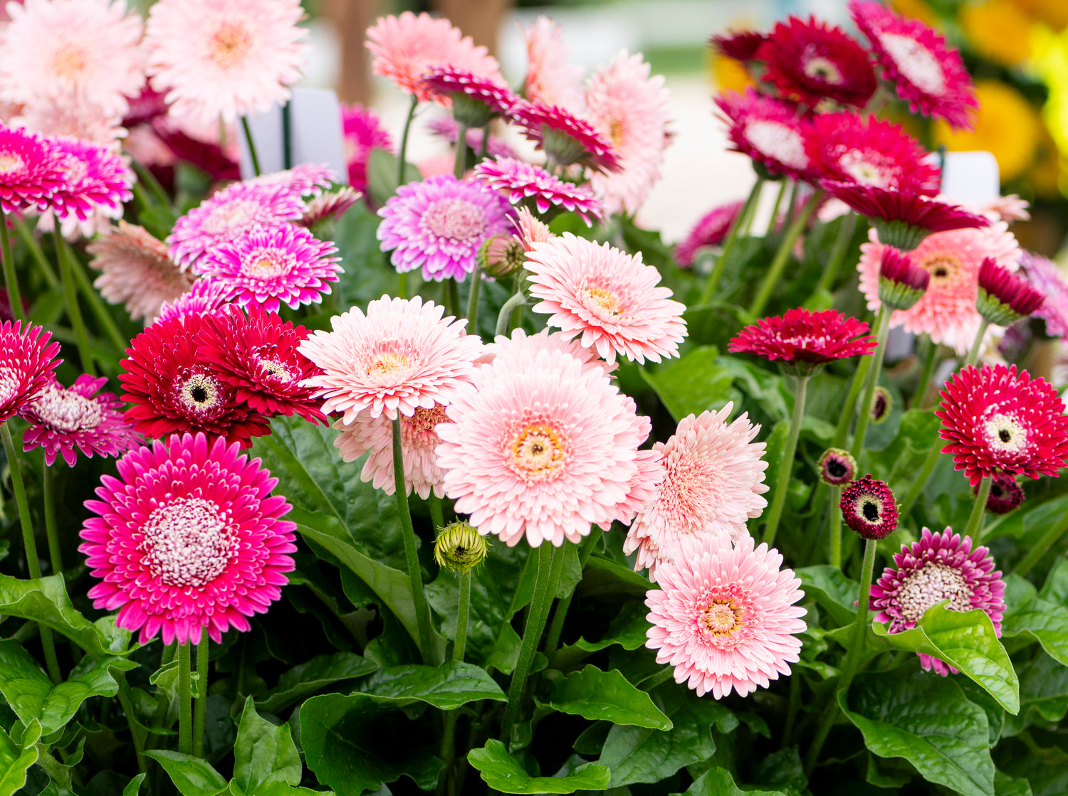Thompson & Morgan Gerbera Pretty In Pink Collection 3 X 7cm