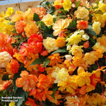 Begonia Apricot Shadespreplanted Hanging Basket 25cm | Set of 1