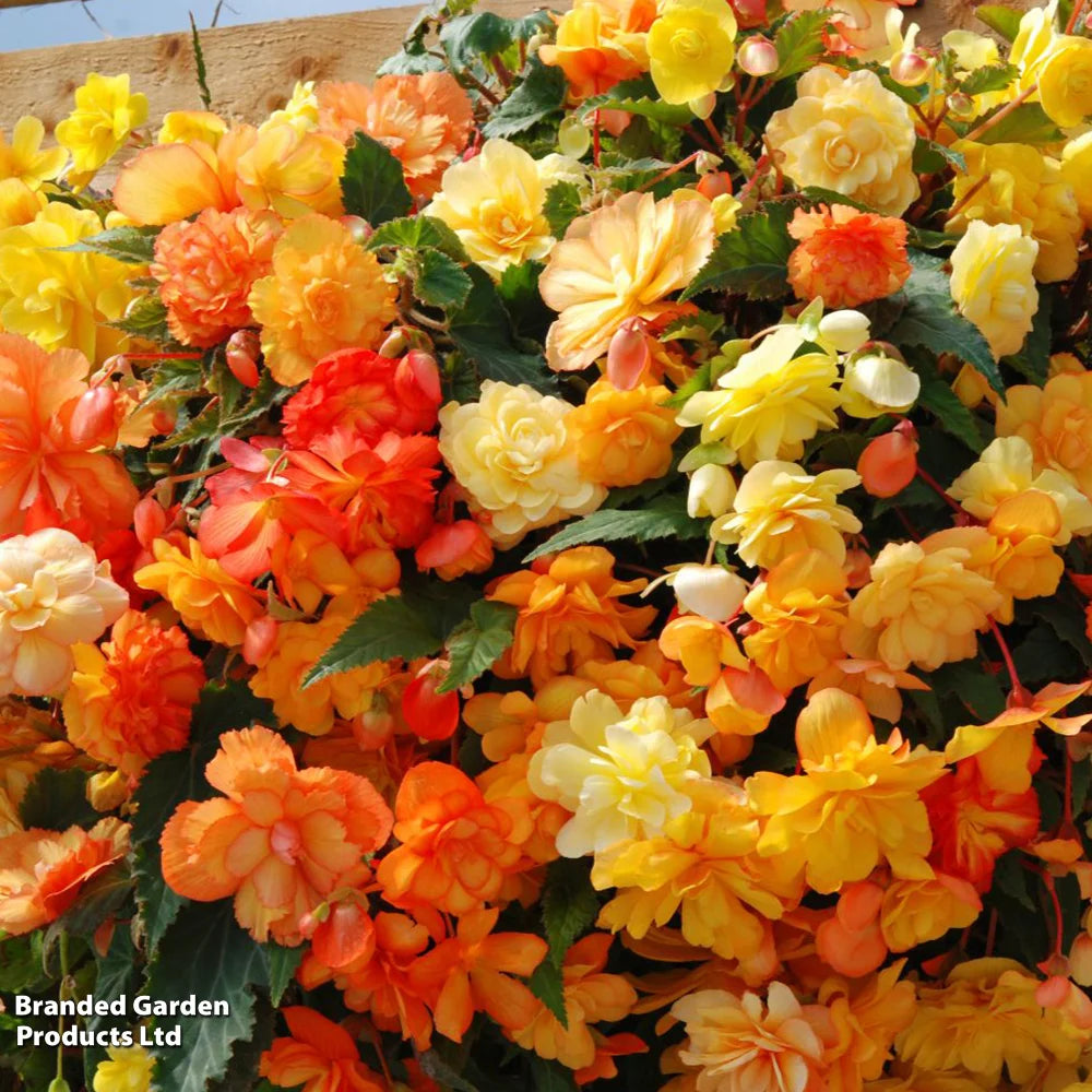 Begonia Apricot Shadespreplanted Hanging Basket 25cm | Set of 1