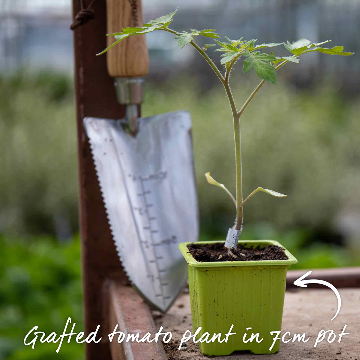 Grafted Cordon Sungold Cherry Tomato 7cm Plant | Set of 1