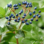 Viburnum Tinus Rock 'n' Rolla - A Year Round Performer - 9cm pot | Set-of-1 | Pink