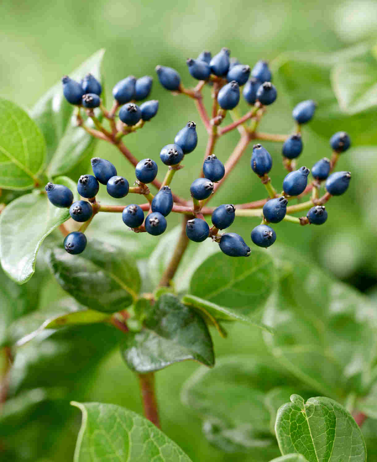 Viburnum Tinus Rock 'n' Rolla - A Year Round Performer - 9cm pot | Set-of-1 | Pink