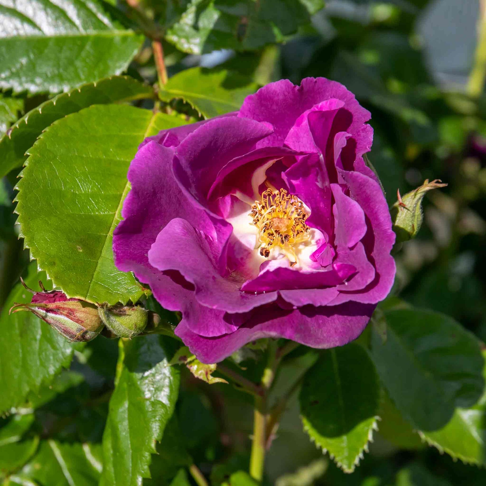 Rose 'rhapsody In Blue' – Purple Shrub Rose (roty 2003) | 1 x Bare Root | Purple