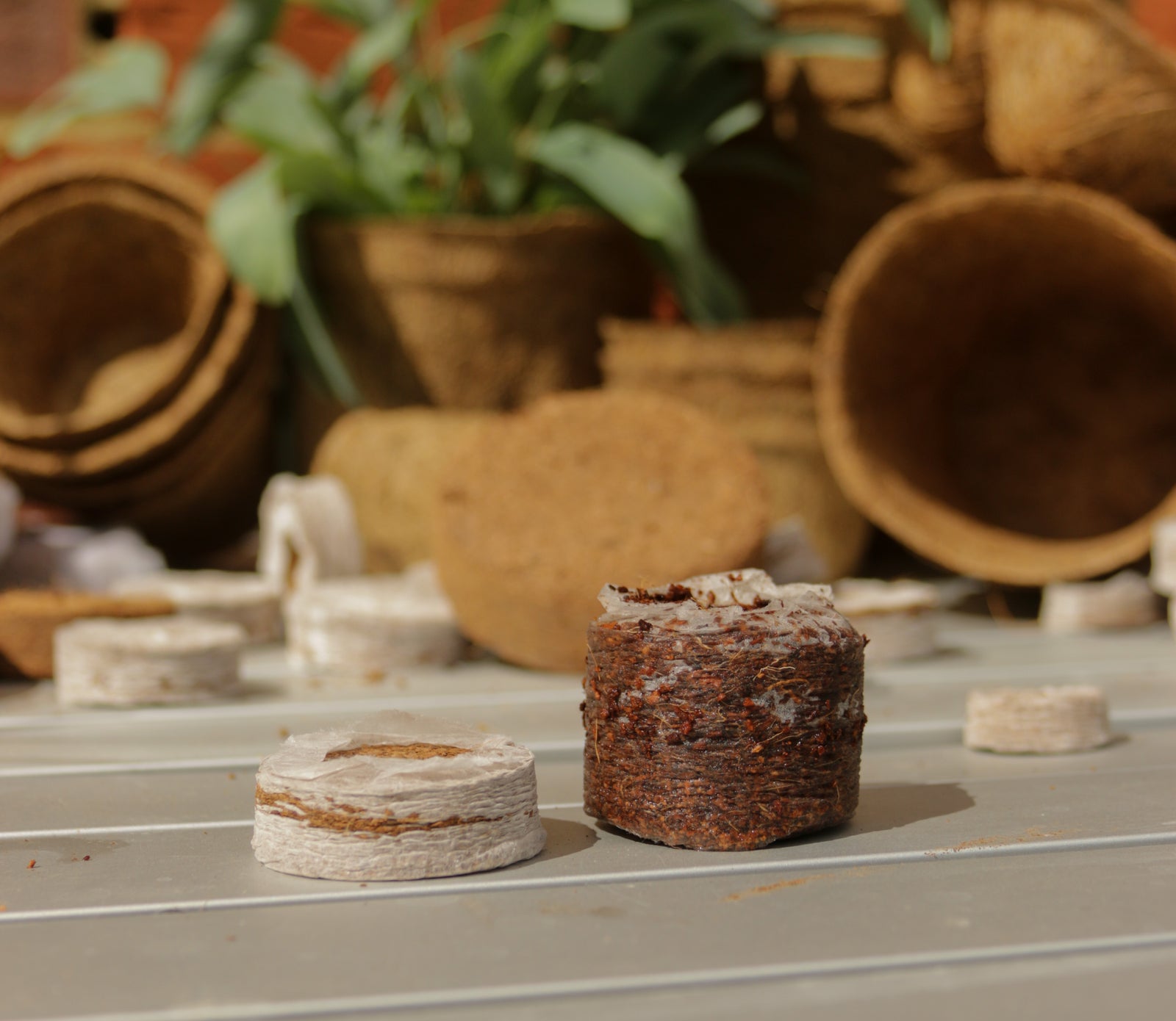 Coircoins 42mm Pack Of 50