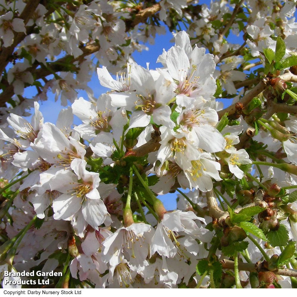 Prunus (ornamental) Cherry Kojo-no-mai 9cm Pot | Set of 3