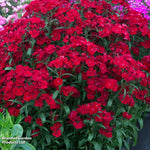 Thompson & Morgan Perfect Perennial Collection - Plants