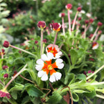 Zaluzianskya 'orange Eye' Night Phlox | 6 x Jumbo Plugs | Multi
