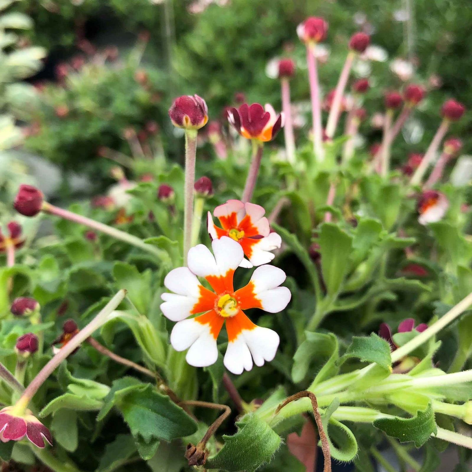 Zaluzianskya 'orange Eye' Night Phlox | 6 x Jumbo Plugs | Multi
