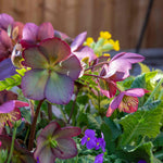 Helleborus 'ice N Roses Rose' Winter-flowering Shade Perennial | 3 x Jumbo Plugs | Multi