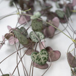 String Of Hearts - Ceropegia Linearis Woodii - Height 20-30cm - ⌀14cm | Set-of-1 | Pink