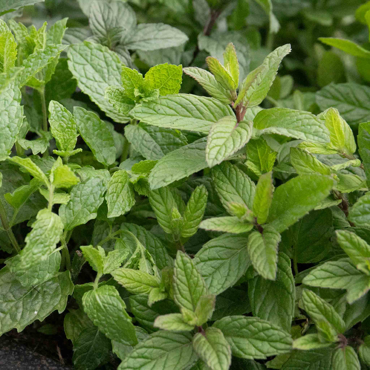 Mint 'garden' Hardy Perennial Herb | 3 x Plug Plants | Green