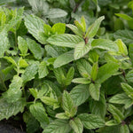 Mint 'garden' Hardy Perennial Herb | Set of 1 | Green