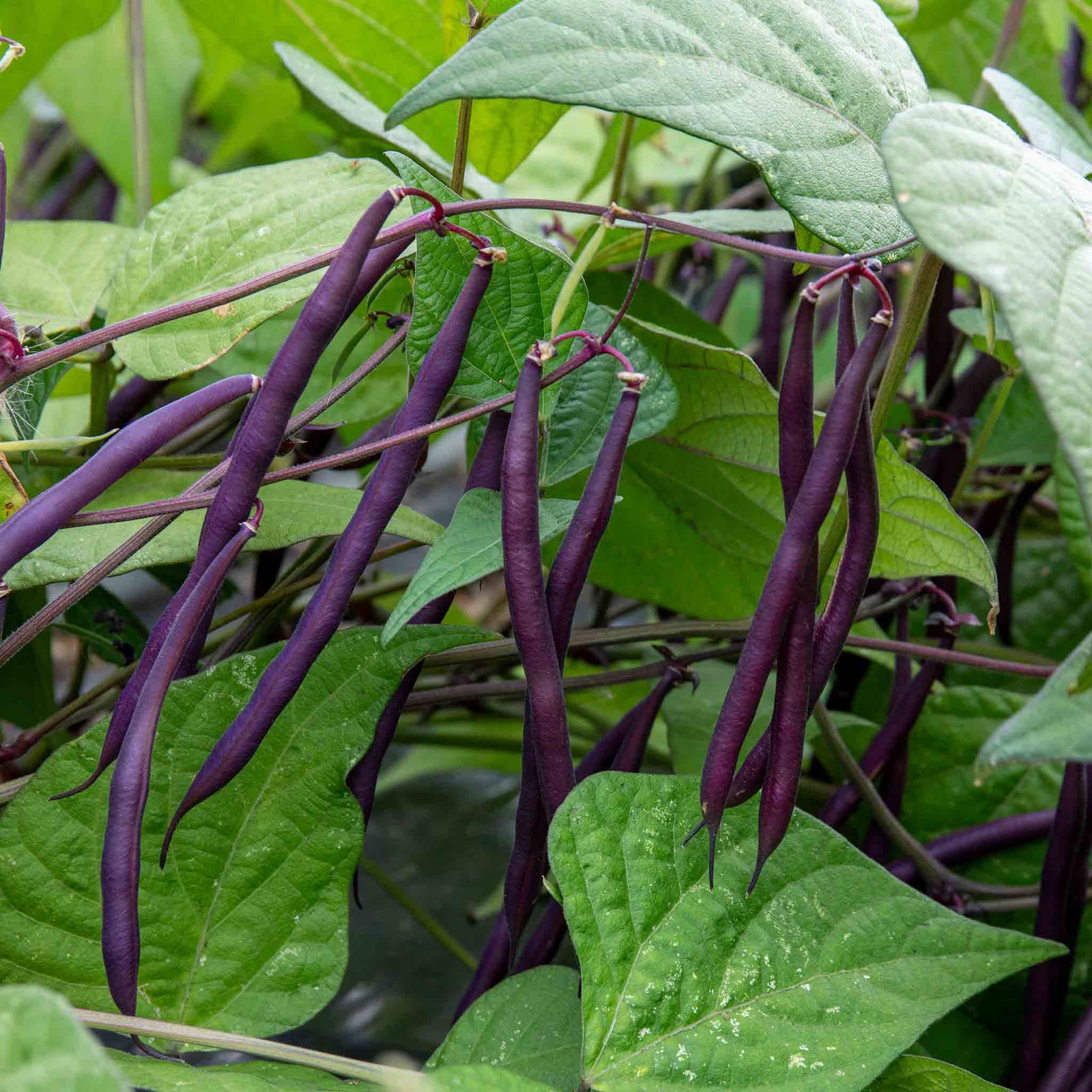 Dwarf Amethyst French Bean Plants | 12 x Garden Ready Plants | Multi