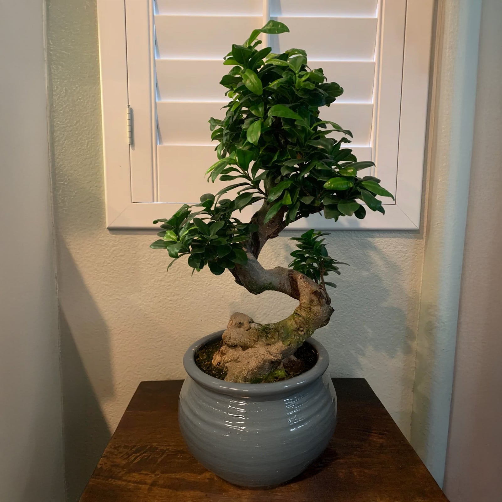Curtain Fig - Ficus Microcarpa 'ginseng' - Height 55-65cm - ⌀20cm | Set of 1 | Green