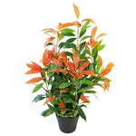 80cm Red Robin Artificial Ficus Tree