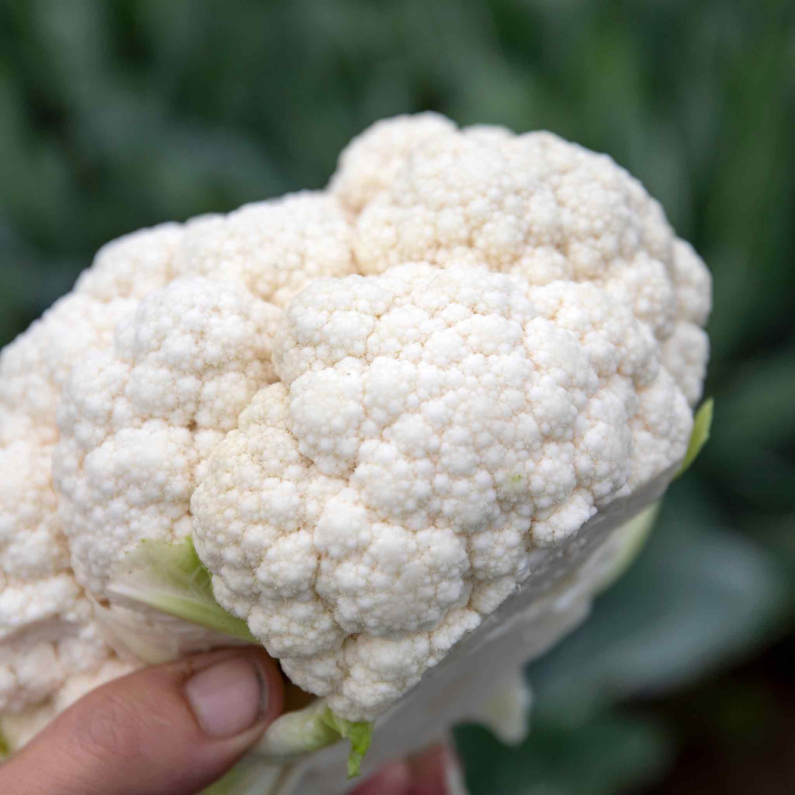 Cauliflower 'maybach' - Early Hardy Variety | 3 x 9cm | Green
