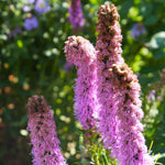 Liatris Spicata 'Floristan Violett' - 3 x 9cm pots | 3 x 9cm | Purple