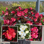 Begonia Megawatt Collection | 6 x Plug Plants | Red