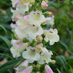 Penstemon 'arabesque Appleblossom' 2l Pollinator-friendly Perennial | Set of 1 | Pink