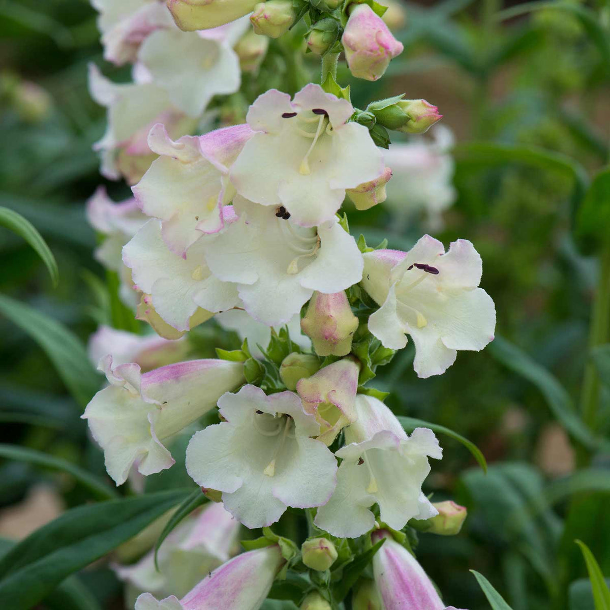 Penstemon 'arabesque Appleblossom' 2l Pollinator-friendly Perennial | Set of 1 | Pink