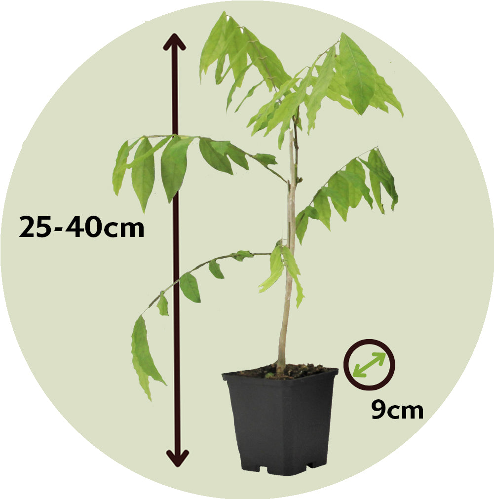 Chinese Wisteria -  Wisteria Sinensis - Height 25-40cm - ⌀9cm | Set of 6 | Purple