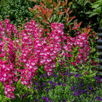 Penstemon Arabesque Orchid 2l Perennial Plant | Set of 1 | Multi