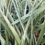 Phormium Tenax Evergreen Shrub Large 2-3ft Large Plant Supplied In A 3 Litre Pot