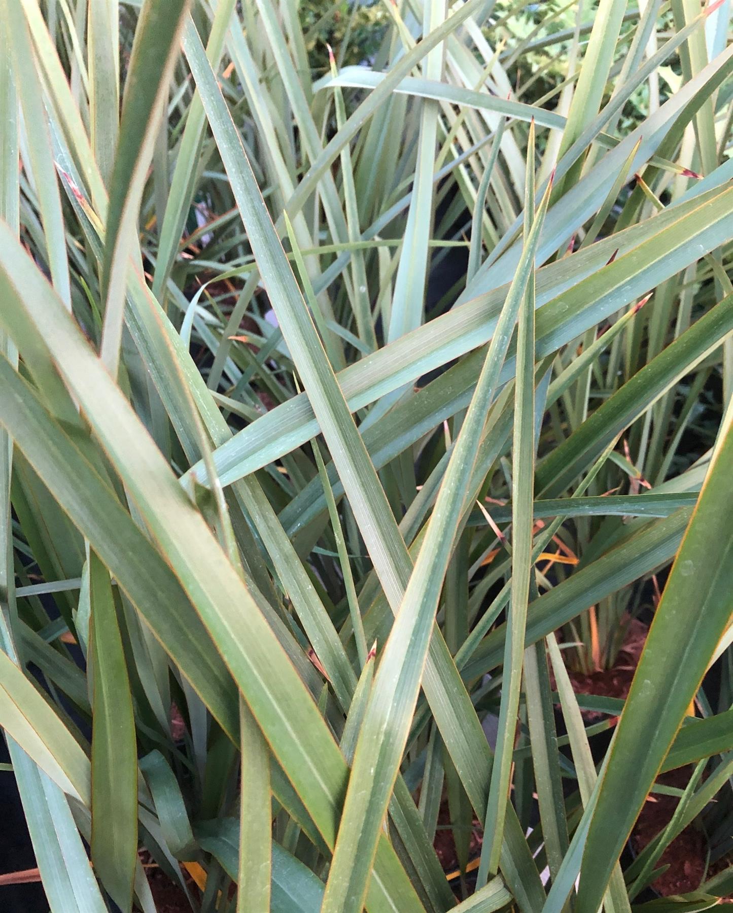 Phormium Tenax Evergreen Shrub Large 2-3ft Large Plant Supplied In A 3 Litre Pot